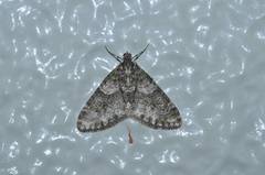 Esakiopteryx volitans