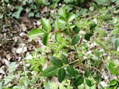 Rosa sempervirens