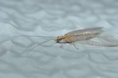 Chrysoperla nipponensis