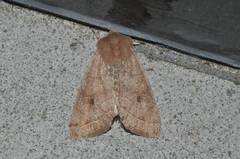 Anorthoa angustipennis