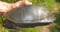 Pelusios rhodesianus