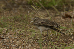Pinarocorys nigricans