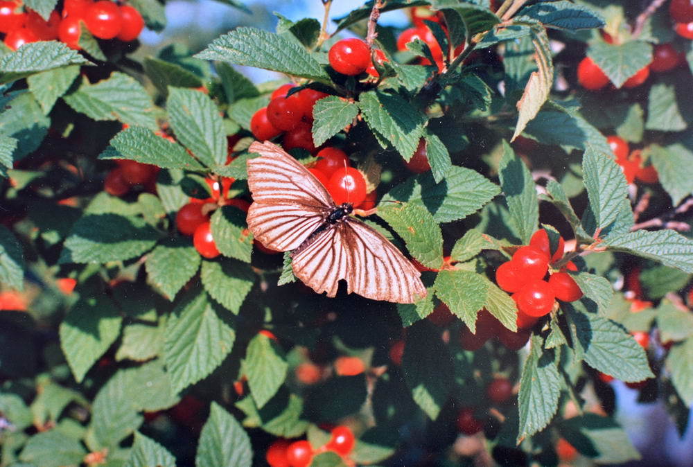 Aldania raddei from Облученский р-н, Еврейская автономная область ...