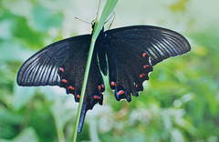 Papilio dehaanii