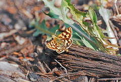 Carterocephalus argyrostigma