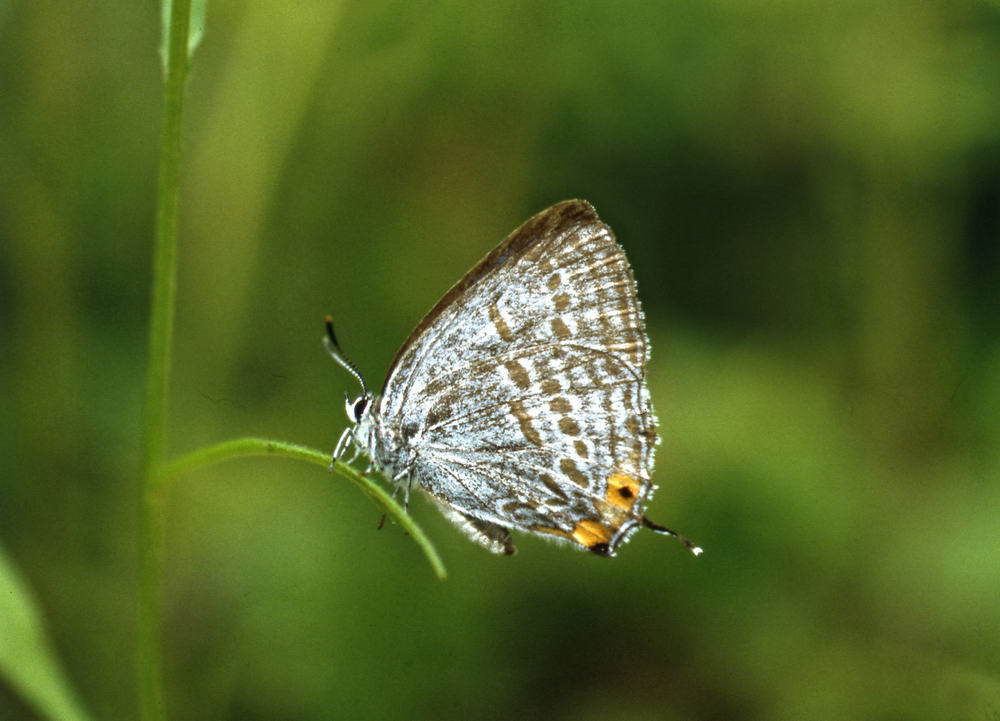 Goldia Winshell Goldia pacifica from Спасский р-н, Приморский край, Россия on June 6 ...