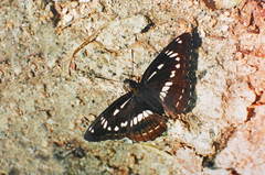 Limenitis homeyeri