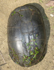 Pelusios rhodesianus