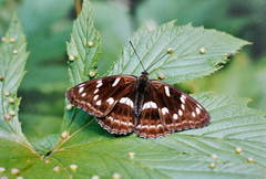 Limenitis moltrechti