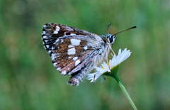 Muschampia gigas
