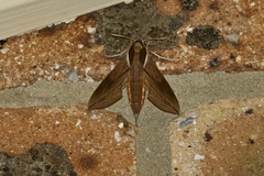 Hippotion boerhaviae