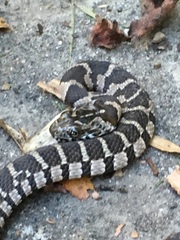 Nerodia sipedon sipedon