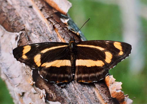 Neptis tshetverikovi