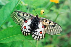 Parnassius bremeri