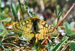 Parnassius eversmanni