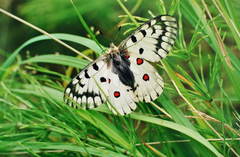 Parnassius bremeri