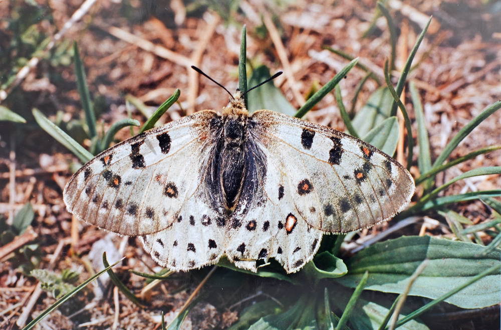 Parnassius tenedius