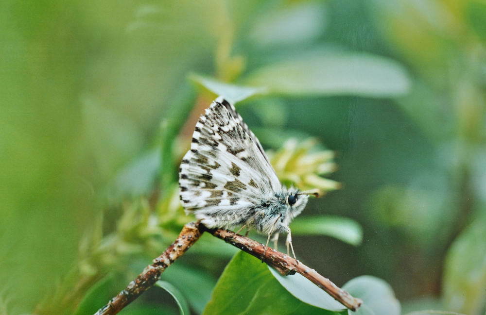Pyrgus chapmani