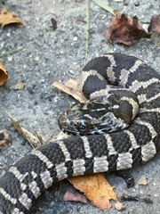 Nerodia sipedon sipedon
