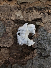 Schizophyllum commune