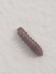 Lepidoptera