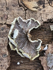 Schizophyllum commune