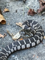 Nerodia sipedon sipedon