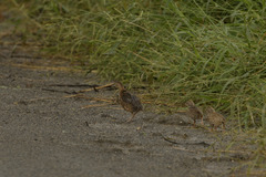 Turnix sylvaticus