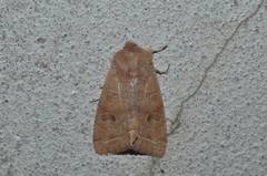 Anorthoa angustipennis