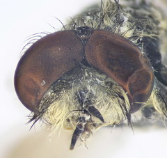 Thereva nobilitata