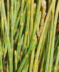 Allocasuarina nana