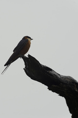 Cecropis senegalensis