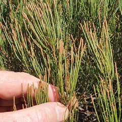 Allocasuarina nana