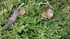 Ciboria amentacea