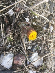 Tussilago farfara