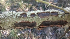 Vuilleminia comedens