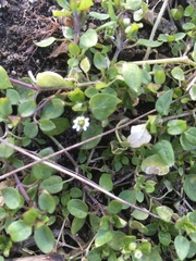Stellaria media