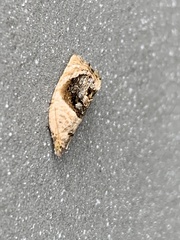 Acroceuthes metaxanthana