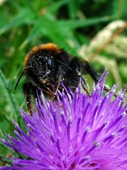 Bombus hypnorum