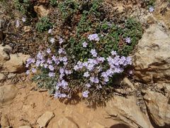Limonium minutum