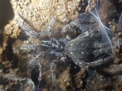 Thelechoris striatipes