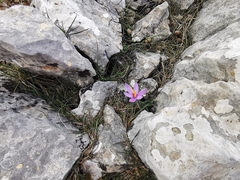 Crocus cambessedesii
