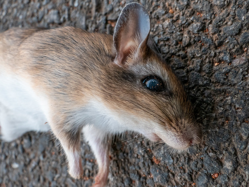 Indian Gerbil