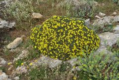 Launaea cervicornis