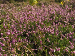 Ericeae