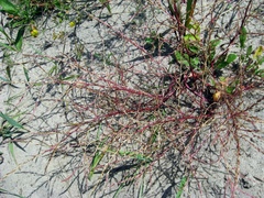 Corispermum declinatum