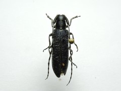 Agapanthia subchalybaea