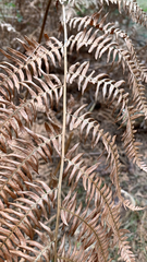 Pteridium aquilinum