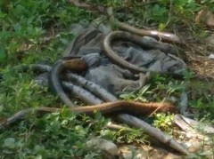 Synbranchus marmoratus