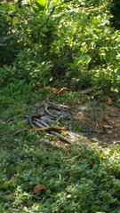 Synbranchus marmoratus